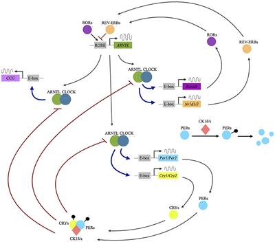 Genetic Factors Affecting Seasonality, Mood, and the Circadian Clock